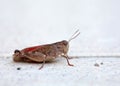 Gray grasshopper close up sits on a white floor