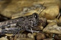 gray grasshopper