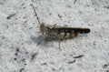 Gray grasshopper on sand, closeup