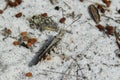 Gray grasshopper on sand, closeup