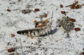 Gray grasshopper on sand, closeup