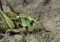 Gray grasshopper sit in the sand track