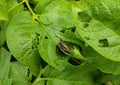 A gray grasshopper sits on a green leaf of a potato tops Royalty Free Stock Photo