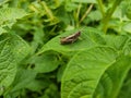 A gray grasshopper sits on a green leaf of a potato tops Royalty Free Stock Photo