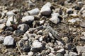 Gray grasshopper on stone