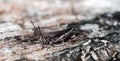 gray grasshopper on a gray stump