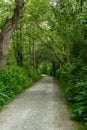 Gray gravel road going deep to the green forest Royalty Free Stock Photo