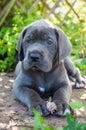 Gray Great Dane dog puppy sniffs a flower outdoor