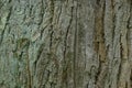 Background from the dried bark of a large old oak tree Royalty Free Stock Photo