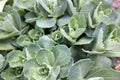 Gray-green background of fresh grass. Flowerbed close-up.