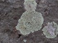 Gray, Green, Black, Lichen on rock, symbiotic combination of a fungus with an algae or bacterium, close up, macro in fall on the Y