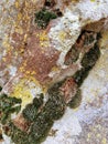 Gray, Green, Black, Lichen on rock, symbiotic combination of a fungus with an algae or bacterium, close up, macro in fall on the Y