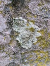 Gray, Green, Black, Lichen on rock, symbiotic combination of a fungus with an algae or bacterium, close up, macro in fall on the Y