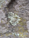 Gray, Green, Black, Lichen on rock, symbiotic combination of a fungus with an algae or bacterium, close up, macro in fall on the Y