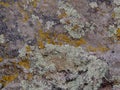 Gray, Green, Black, Lichen on rock, symbiotic combination of a fungus with an algae or bacterium, close up, macro in fall on the Y