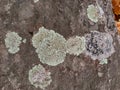 Gray, Green, Black, Lichen on rock, symbiotic combination of a fungus with an algae or bacterium, close up, macro in fall on the Y