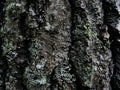 Gray-green blue rough. cracked bark of old alder. front view. canyons. Rough tree bark horizontal format Royalty Free Stock Photo