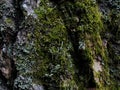 Gray-green blue rough. cracked bark of old alder. front view. canyons. Rough tree bark horizontal format Royalty Free Stock Photo