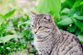 Gray green-eyed cat close-up. The animal is sitting in the open air on a background of green grass. Royalty Free Stock Photo