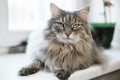 Gray green-eyed cat looking into camera, close-up. Siberian tabby cat lying indoors