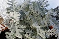 Gray green leaves of cineraria in macro Royalty Free Stock Photo