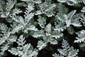 Gray green leaves of cineraria in macro. Exotic dusty miller plant close-up. Natural background of cineraria maritima Royalty Free Stock Photo