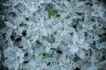 Gray green leaves of cineraria in macro. Exotic dusty miller plant close-up. Natural background of cineraria maritima Royalty Free Stock Photo