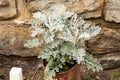 Gray green leaves of cineraria in macro. Exotic dusty miller plant close-up. Natural background of cineraria maritima. Silver dust Royalty Free Stock Photo