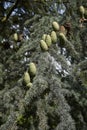 Cedrus libani branches Royalty Free Stock Photo