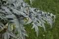 Gray green leaves of Cynara cardunculus plant Royalty Free Stock Photo