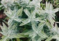 The gray-green leaves of sage, Salvia officinalis. Royalty Free Stock Photo