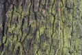 Gray green natural texture of bark and moss Royalty Free Stock Photo