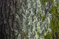 Gray green natural texture of bark and moss Royalty Free Stock Photo