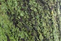 Gray green natural texture of bark and moss Royalty Free Stock Photo