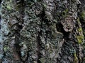 Gray-green rough. cracked bark of old alder. front view. canyons. Rough tree bark horizontal format Royalty Free Stock Photo