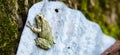 Gray and Green Tree Frog Just Hanging Out Royalty Free Stock Photo