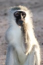 Gray green vervet monkey Royalty Free Stock Photo