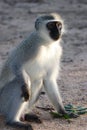 Gray green vervet monkey Royalty Free Stock Photo