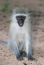 Gray green vervet monkey Royalty Free Stock Photo