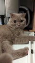 Gray grey British shorthair cat Scottish fold ear