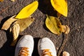 Gray grey sport shoes sneakers on the background of dry yellow leaves on the sidewalk in autumn fall on a sunny day Royalty Free Stock Photo