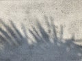 Gray Grunge dirty texture wall with palm shadow. Abstract background