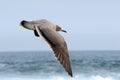 Gray Gull Leucophaeus modestus flying over the blue sky. Chile