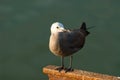 Gray Gull perched
