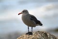 Gray gull with red beak