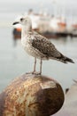 A gray gull stands on a rusty thing by the sea Royalty Free Stock Photo