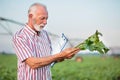 Happy senior agronomist or farmer examining young sugar beet plant in field Royalty Free Stock Photo