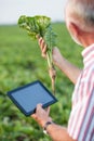 Senior agronomist or farmer examining young sugar beet plant in field Royalty Free Stock Photo