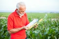 Gray-haired agronomist or farmer in red shirt measuring and examining young corn plant stem Royalty Free Stock Photo