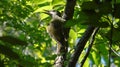 Gray-haired woodpecker, birds, Nature, Amur region, Russia